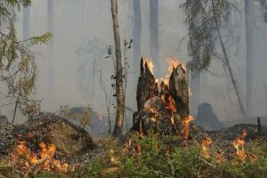 В Пензенской области ликвидированы 42 лесных пожара