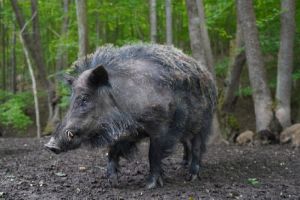 Три охотника в Пензенской области небезопасно добывали кабана