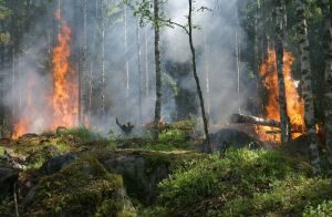 В Пензенской области ликвидировали более 50 лесных пожаров