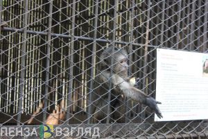 Зоопарк приглашает пензенцев на показательное кормление