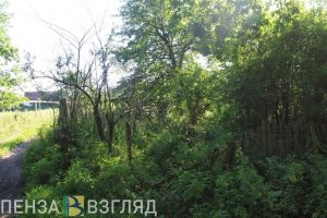«Находка» в лесополосе сделала зареченца фигурантом уголовного дела