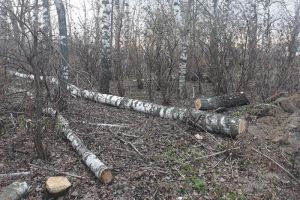 В Пензенской области возбудили уголовное дело из-за вырубки берез в парке