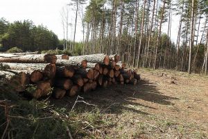 В Пензенской области неизвестные вырубили сосен на более чем 4,5 миллиона рублей