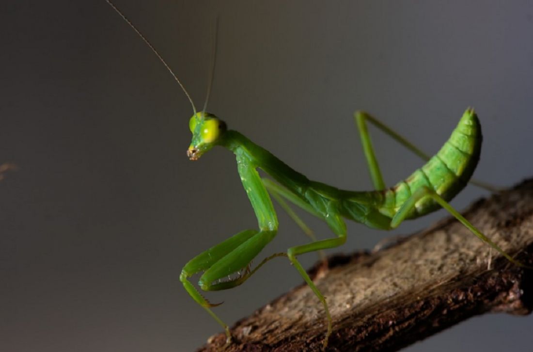 Mantis abdomen