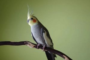Сердобчанин лишился сбережений при продаже попугая