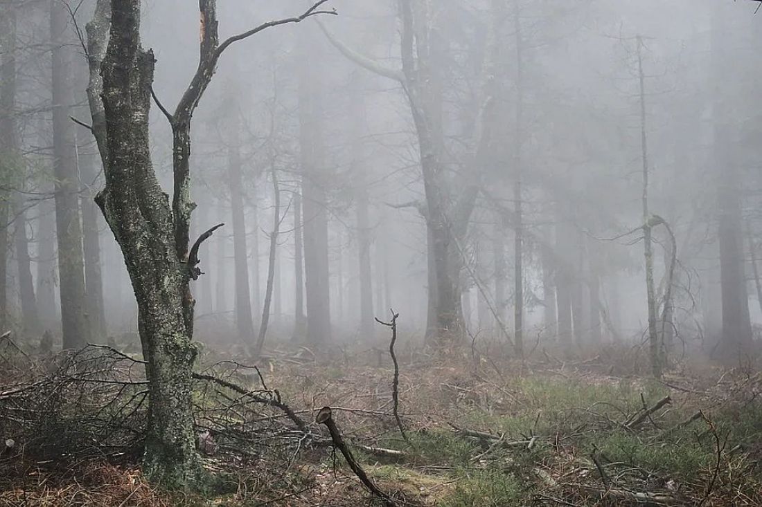 Брошены туманный лес мистика