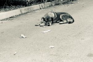 Ухудшение погодных условий, ситуация с бродячими собаками, несчастный случай в Кузнецке - новости Пензы и области за 4 ноября