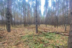 В Пензенской области во время рубки деревьев погиб мужчина