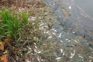 Прокуратура Пензенской области организовала проверку в связи с массовой гибелью рыбы