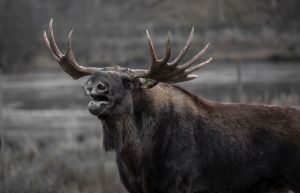 В Пензенской области незаконно добыли самца лося и самку косули