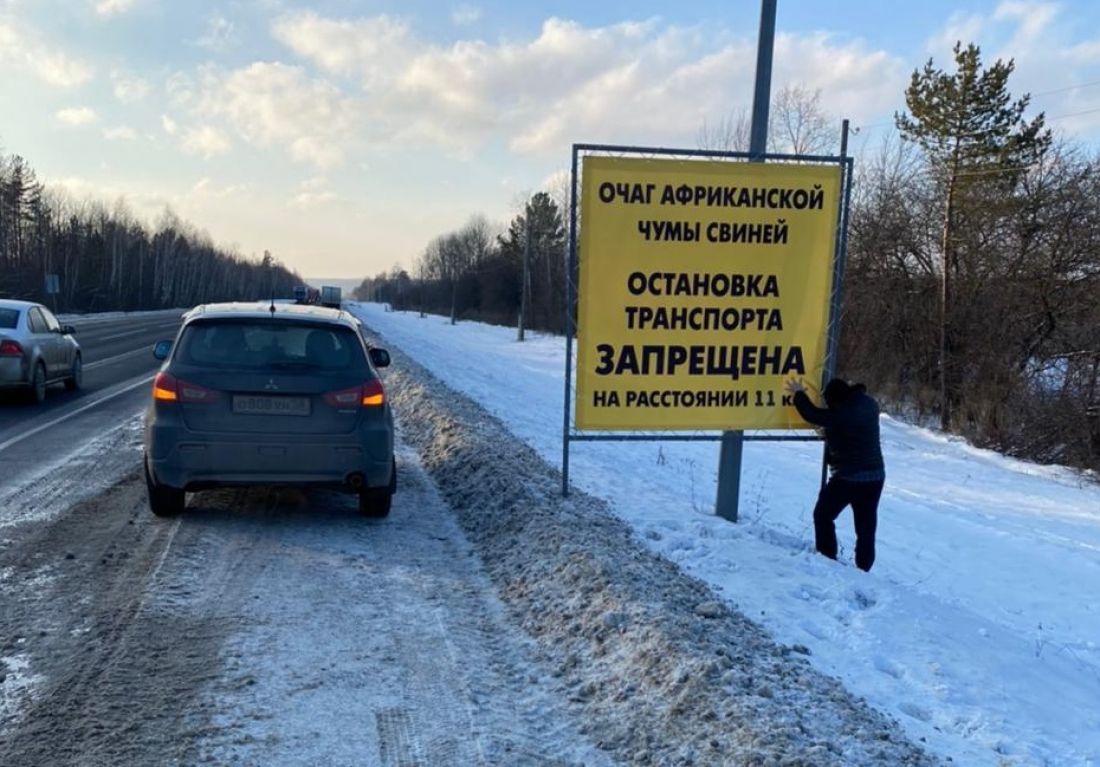 В Кузнецком районе готовятся к уничтожению свиней из-за АЧС