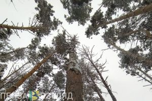 В Пензенской области против нарушителей лесного законодательства возбудили дела