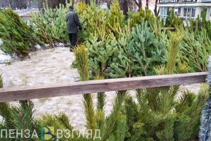 Стало известно, когда в Пензе заработают елочные базары