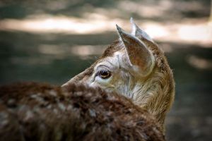 В Заречном собаки загрызли косулю
