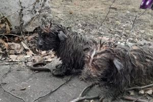 В Пензе спасатели вытащили трех щенков из глубокого колодца