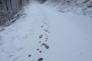 В Пензе завершены поиски пропавшей во время прогулки девочки