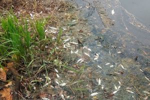 В Пензенской области возбудили уголовное дело по факту массовой гибели рыбы
