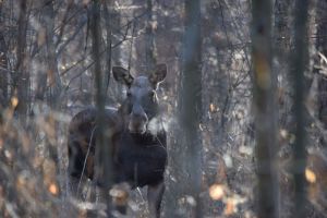 В пензенском Минлесхозе подсчитали ущерб от гибели самки лося в ДТП