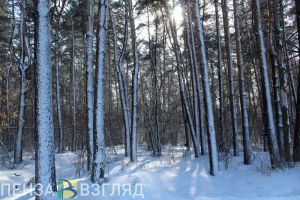 В Пензенской области за нарушения лесного законодательства завели семь дел