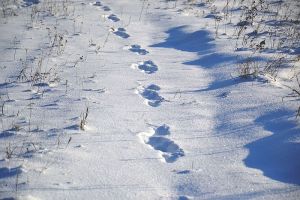 В Пензенской области найдена мертвой пропавшая женщина