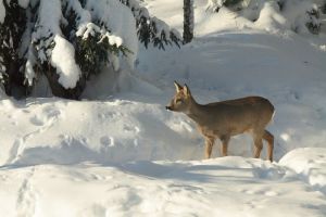 В Пензенской области браконьеры убили трех косуль