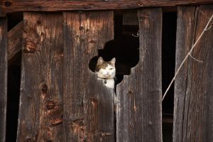 Житель Пензенской области хранил марихуану в сарае