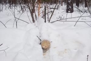 В Пензенской области из леса украдены поваленные ветром деревья