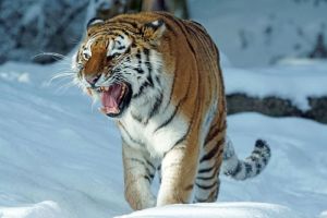 В Пензенском зоопарке тигр распотрошил фаршированную снежную бабу