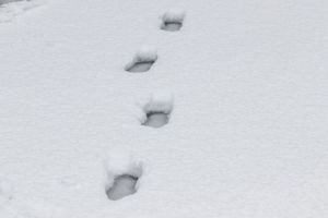 Стало известно, где нашли тело пропавшего 25-летнего жителя Пензенской области