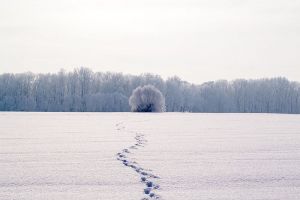 В Пензенской области найден исчезнувший мужчина