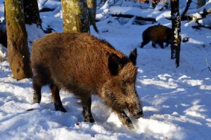 В Пензенской области незаконно добыты самец и самка кабана