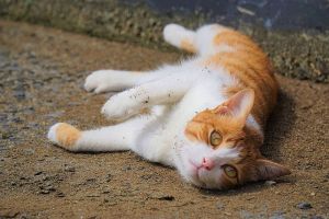 В селе под Пензой сотрудники «Водоканала» спасли из канализации брошенную туда кошку