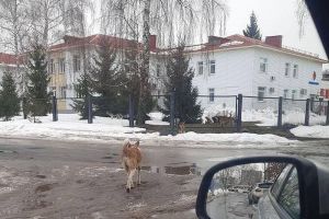 На территории станции переливания крови в Пензе заметили большую стаю бродячих собак