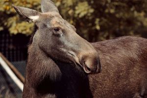 В Заречном сняли на видео мужчину, который бесстрашно кормил лося с рук