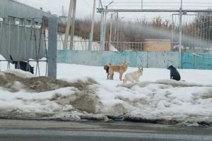 Соцсети: жители Заводского района Пензы боятся «десятиголовую» свору