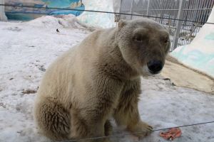 В Пензенском зоопарке рассказали, почему почернел белый медведь