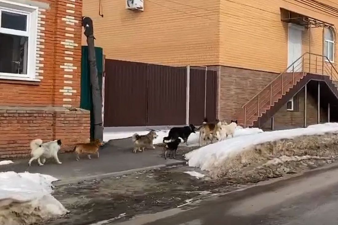 В Сердобске просят избавить город от стай безнадзорных собак