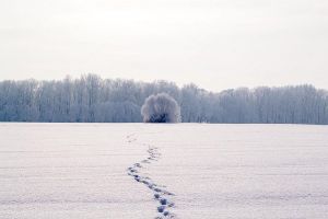 В Пензенской области полицейские прошли 25 километров в поисках преступника