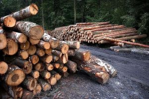 В 2021 году прокуратура Пензенской области выявила более 300 нарушений в сфере лесопользования