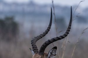 Житель Пензенской области пытался продать рога краснокнижного животного