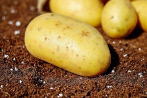 Жителя Пензы удивил рост цен на картофель
