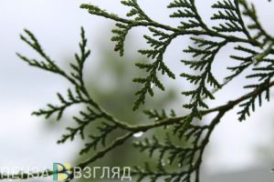 Ухудшение погоды, диагональная разметка и мошенничество с сахаром-наживкой: новости Пензенской области за 3 апреля