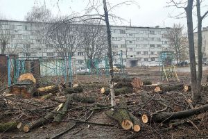 В Кузнецке возмутились вырубкой многолетних деревьев