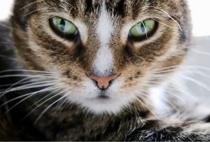 В Пензе кот упал с девятого этажа и выжил