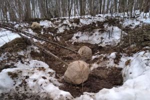 В пензенском Минлесхозе занялись выкапывателями лесных насаждений