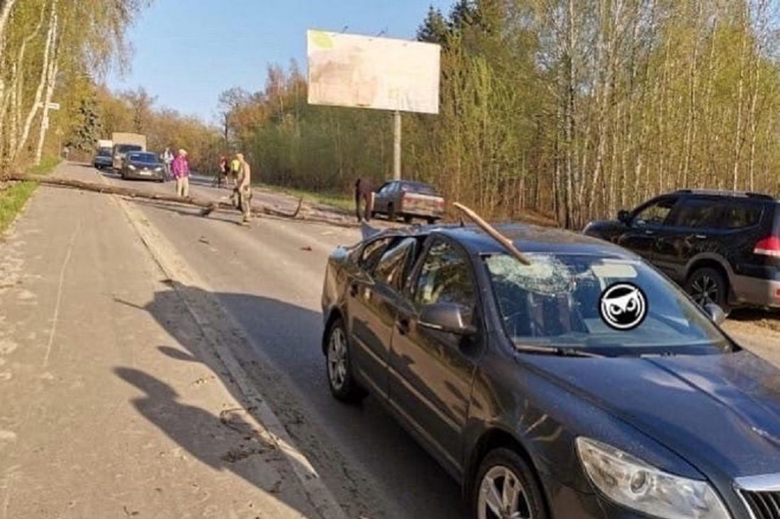 В Пензе на автомобиль рухнуло дерево