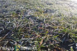 В Пензенской области ожидаются заморозки