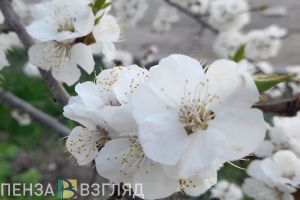 Стало известно, какая погода ждет жителей Пензенской области на майские праздники