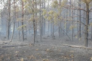 В Пензенской области с начала сезона ликвидировали пять лесных пожаров
