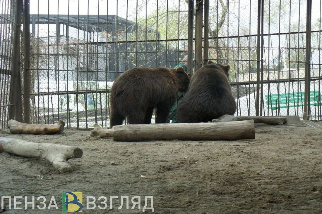 Пензенский зоопарк сайт. Пензенский зоопарк Пенза. Медведь в зоопарке. Медведь из Пензенского зоопарка. Белый медведь в Пензенском зоопарке.